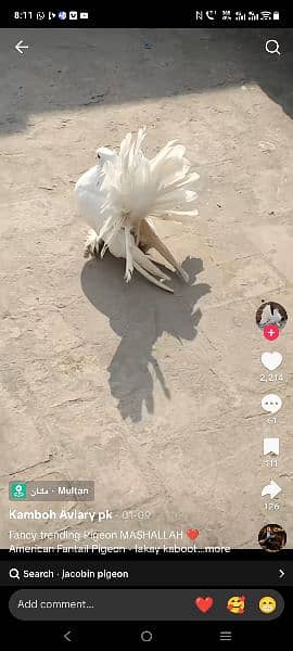 american lakha pigeon
