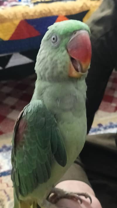 Raw parrot for sell.