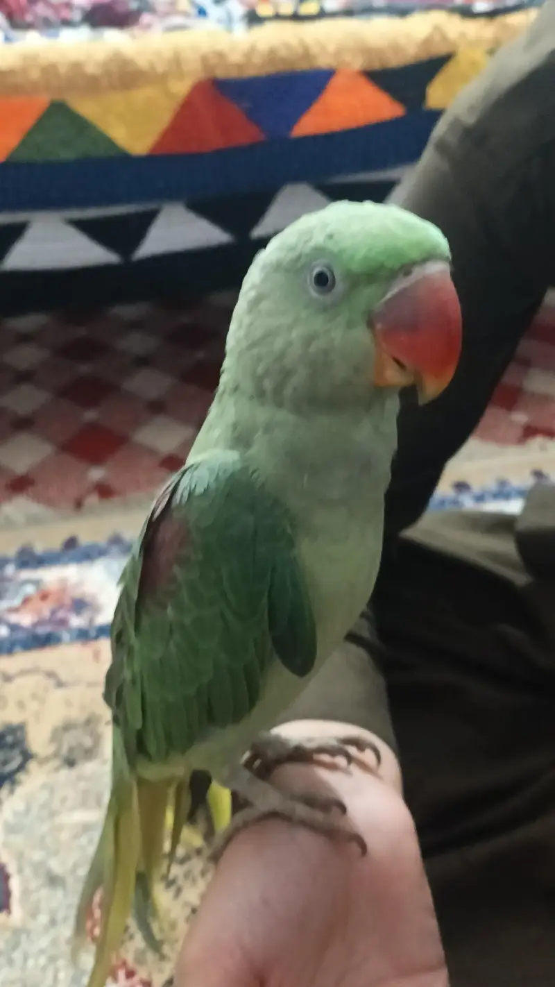Raw parrot for sell. — photo 2