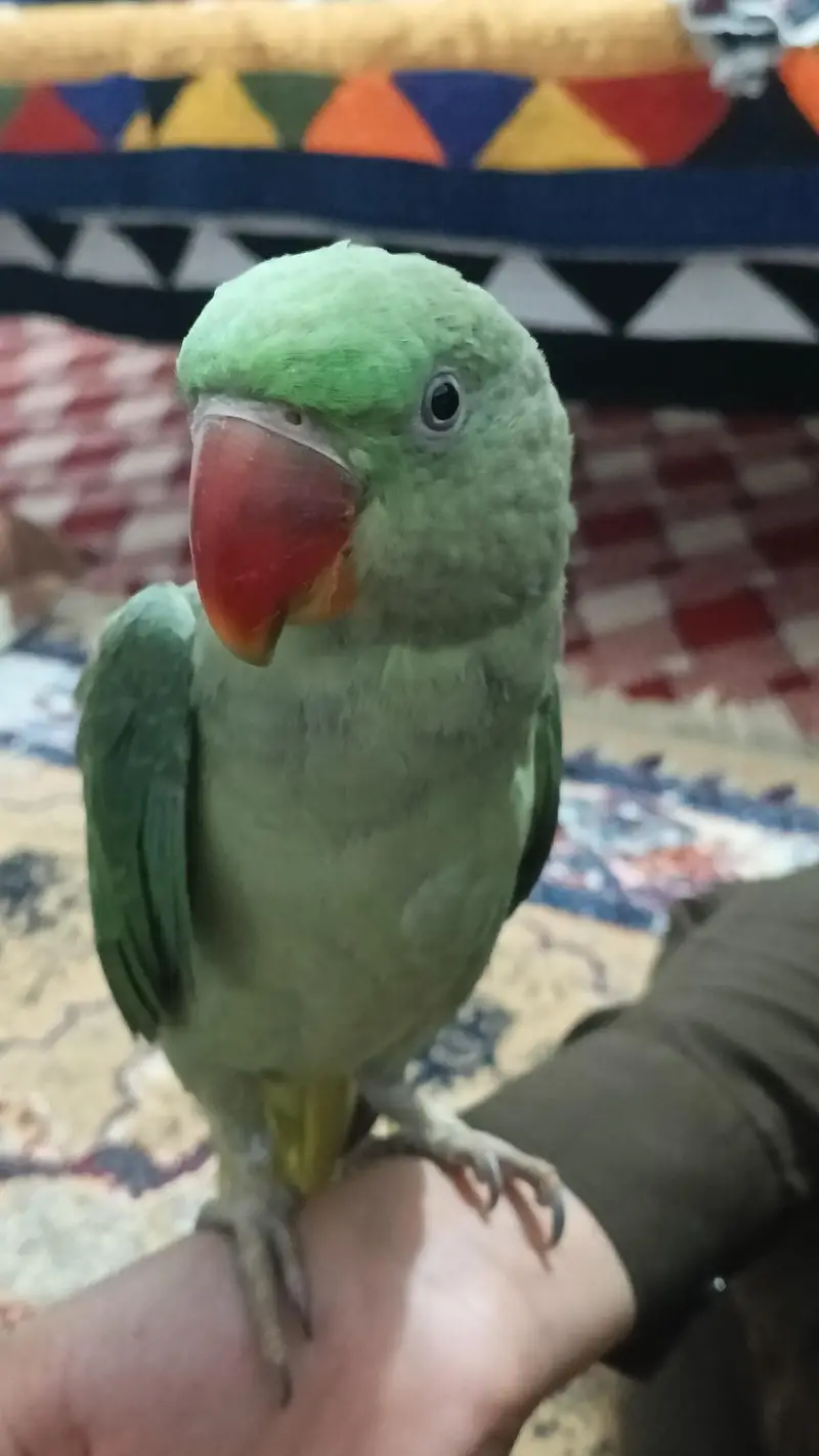 Raw parrot for sell. — photo 3