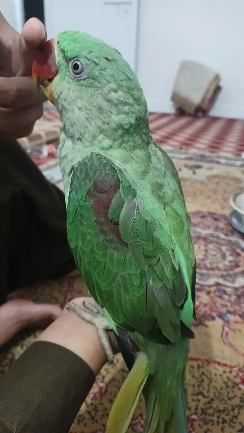 Raw parrot for sell. — photo 4