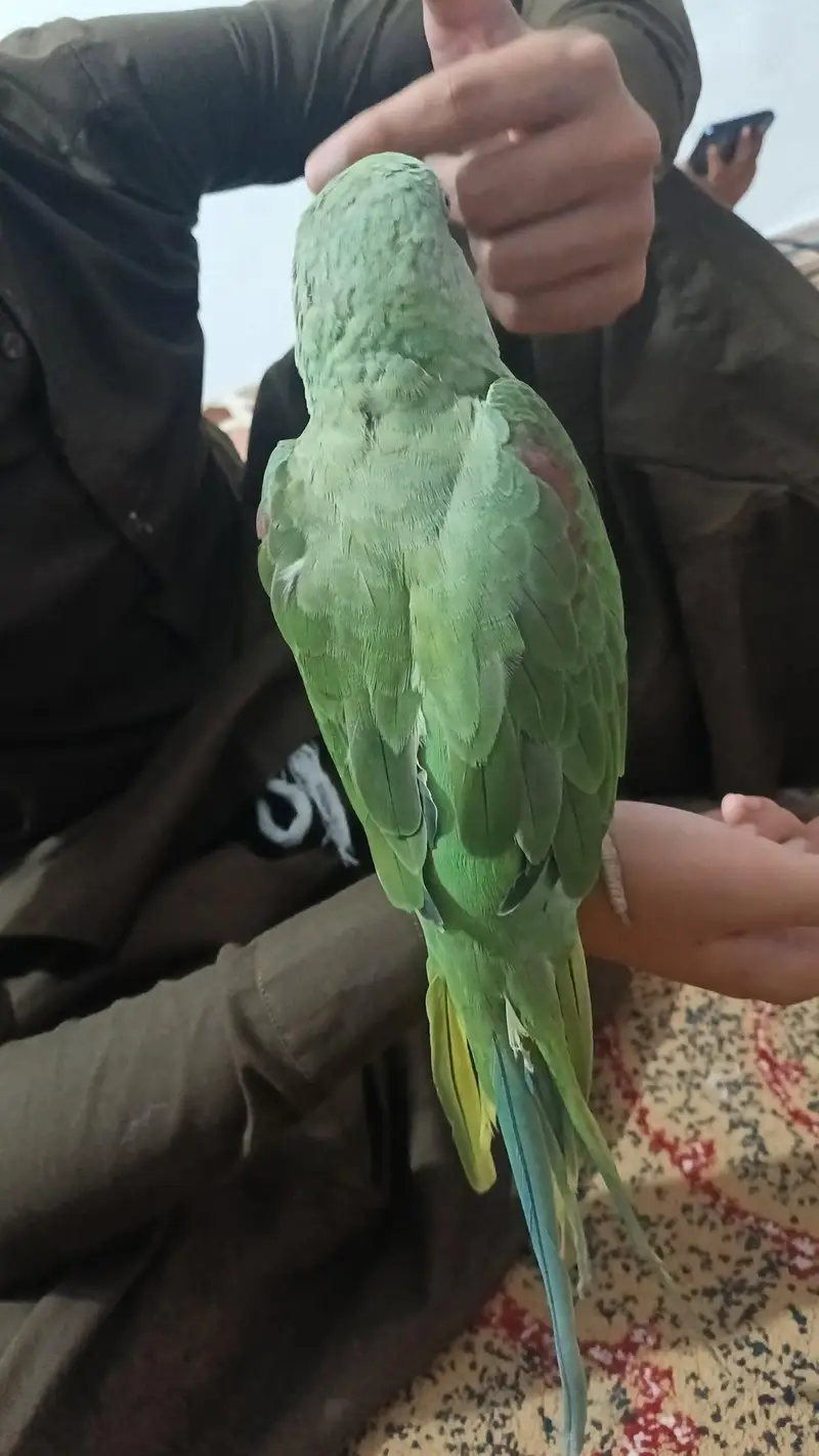 Raw parrot for sell. — photo 5