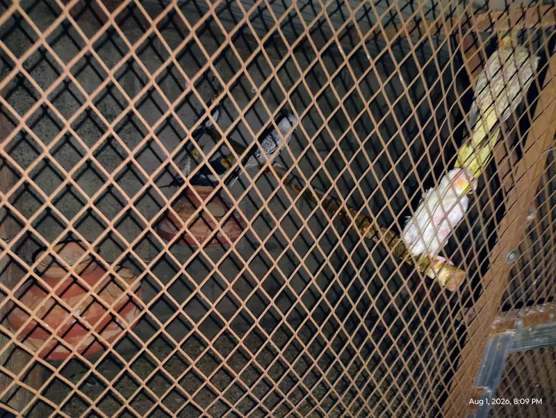 10000 ka CAge LOVE bird saare 5000 OR cocktail saare 10500 — photo 2