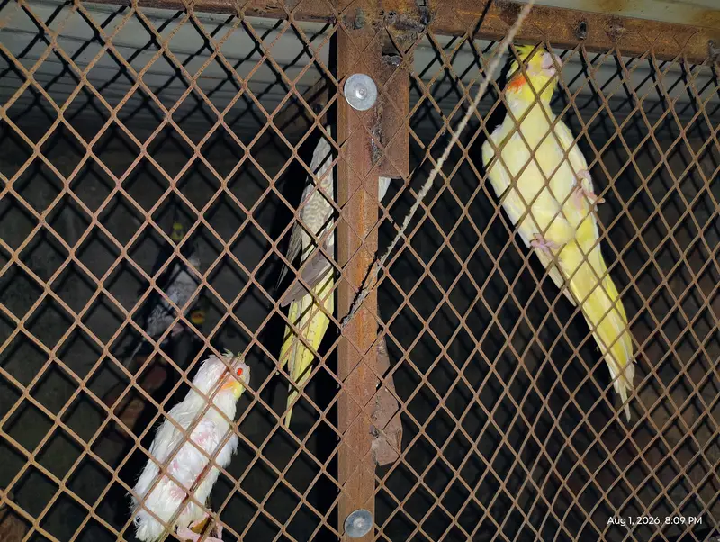 10000 ka CAge LOVE bird saare 5000 OR cocktail saare 10500 — photo 4