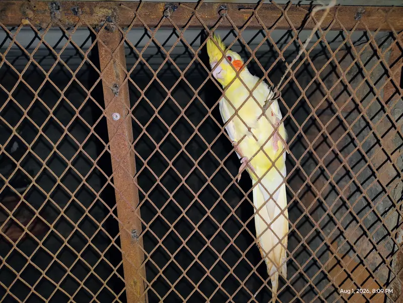 10000 ka CAge LOVE bird saare 5000 OR cocktail saare 10500 — photo 5