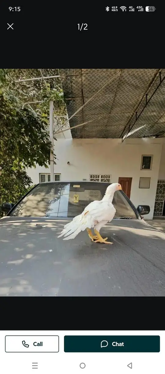 Parrot big. murga age 3month — photo 2