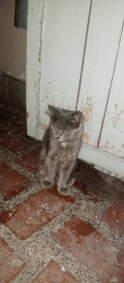 Persian Cat