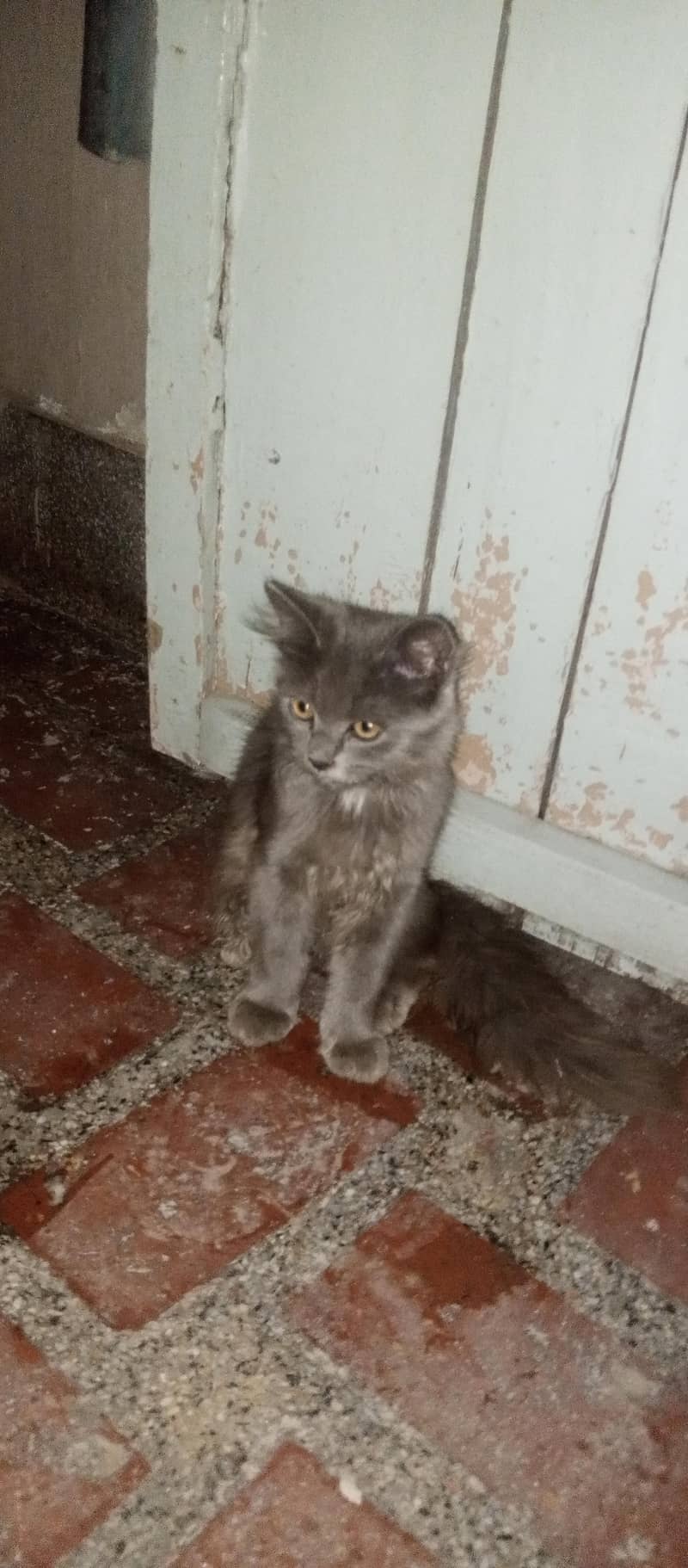 Persian Cat 0