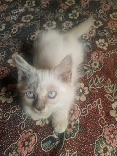 urgent sale : Himalayan 6k only blue eyes pair 10k  khanewal