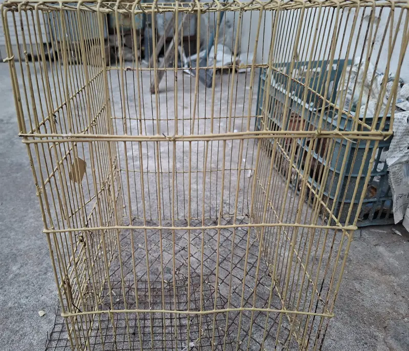 Australian Parrots with Cage — photo 2