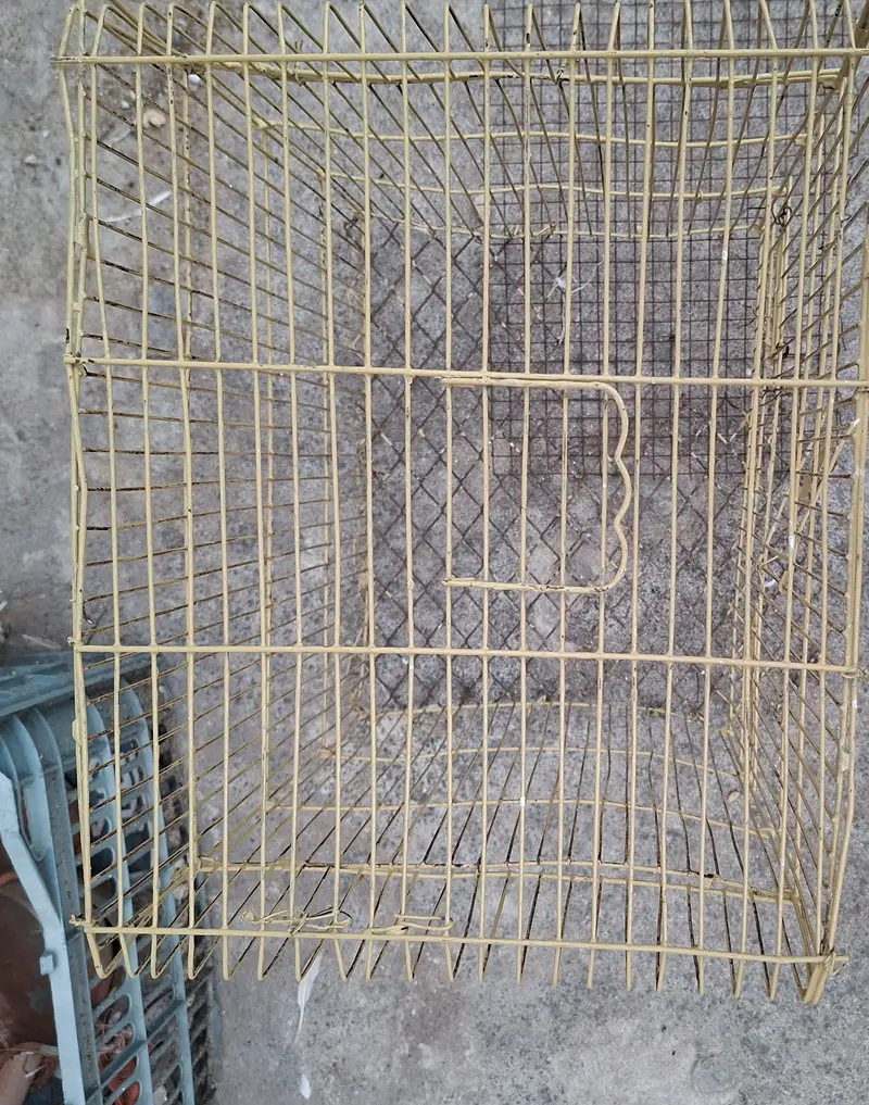 Australian Parrots with Cage — photo 3
