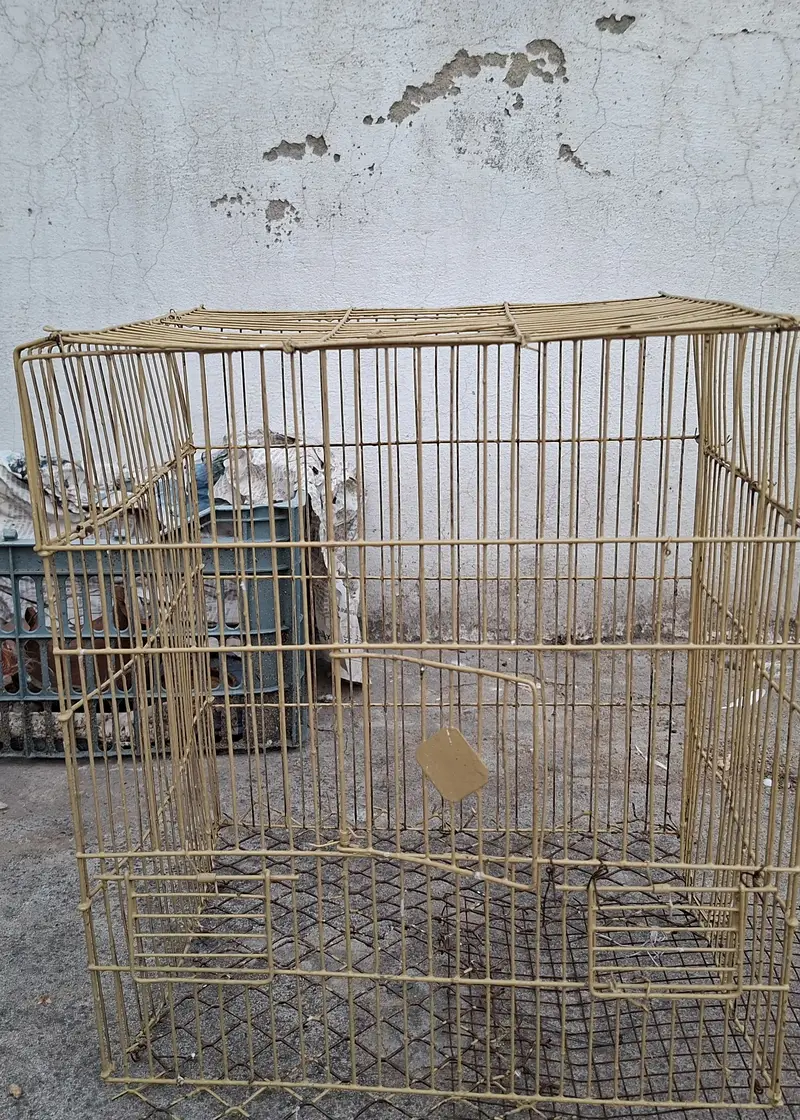 Australian Parrots with Cage — photo 4