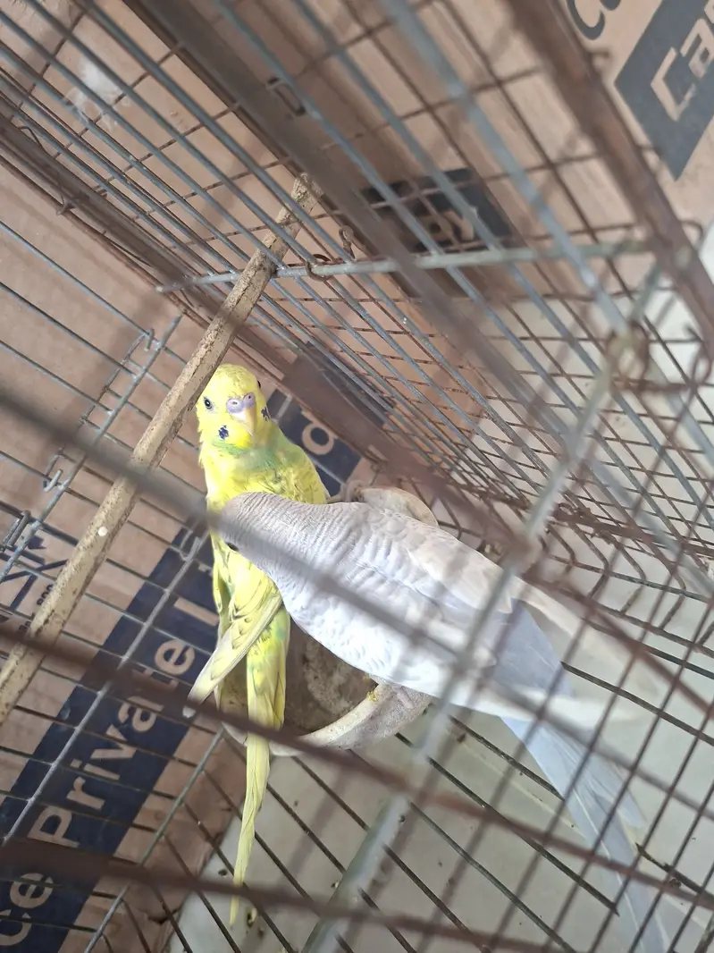 Australian Parrots with Cage — photo 5