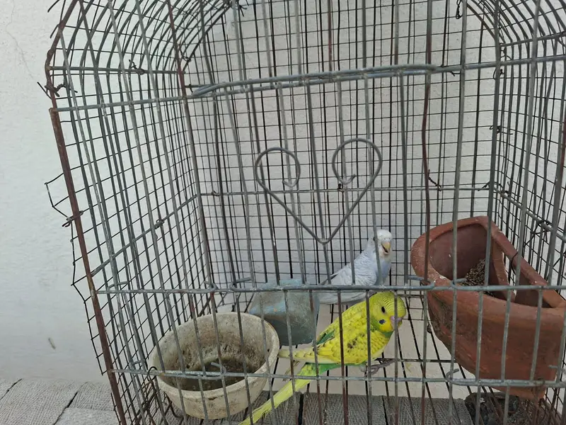 Australian Parrots with Cage — photo 6