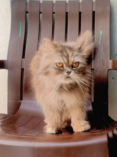 Persian cat