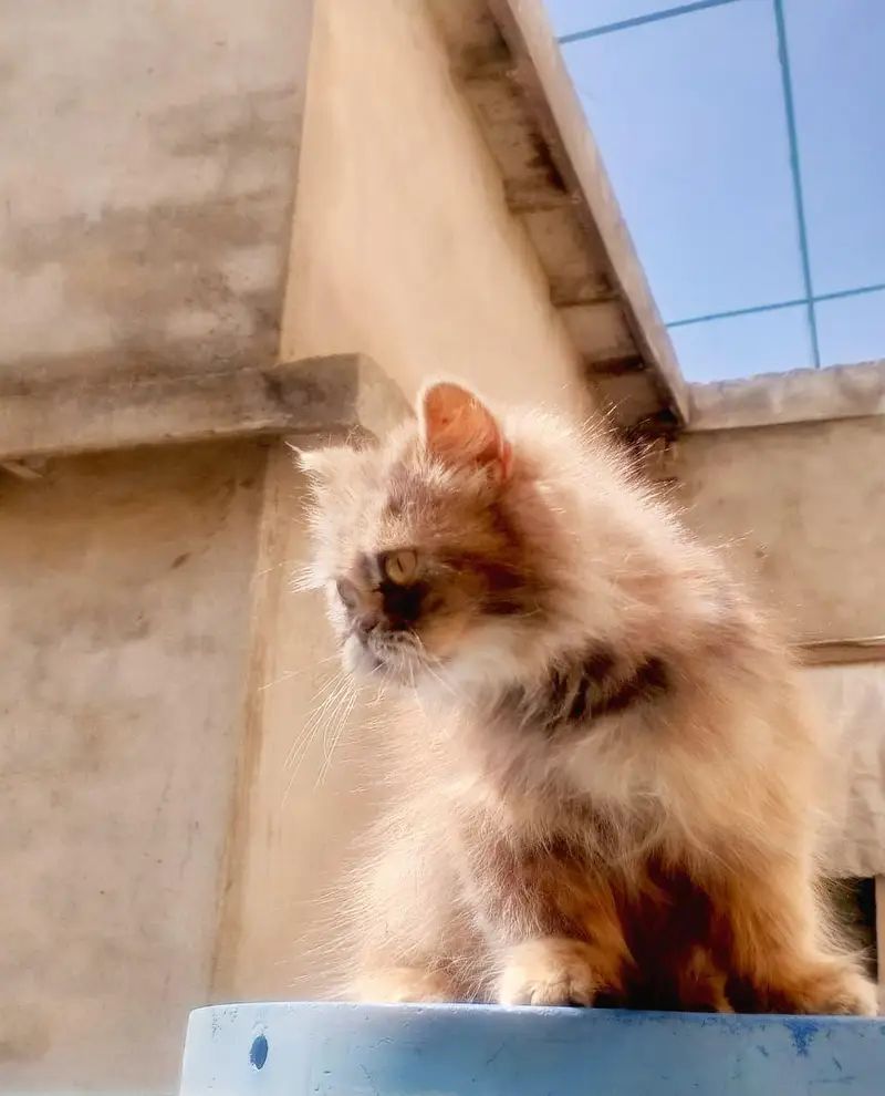 Persian cat — photo 2
