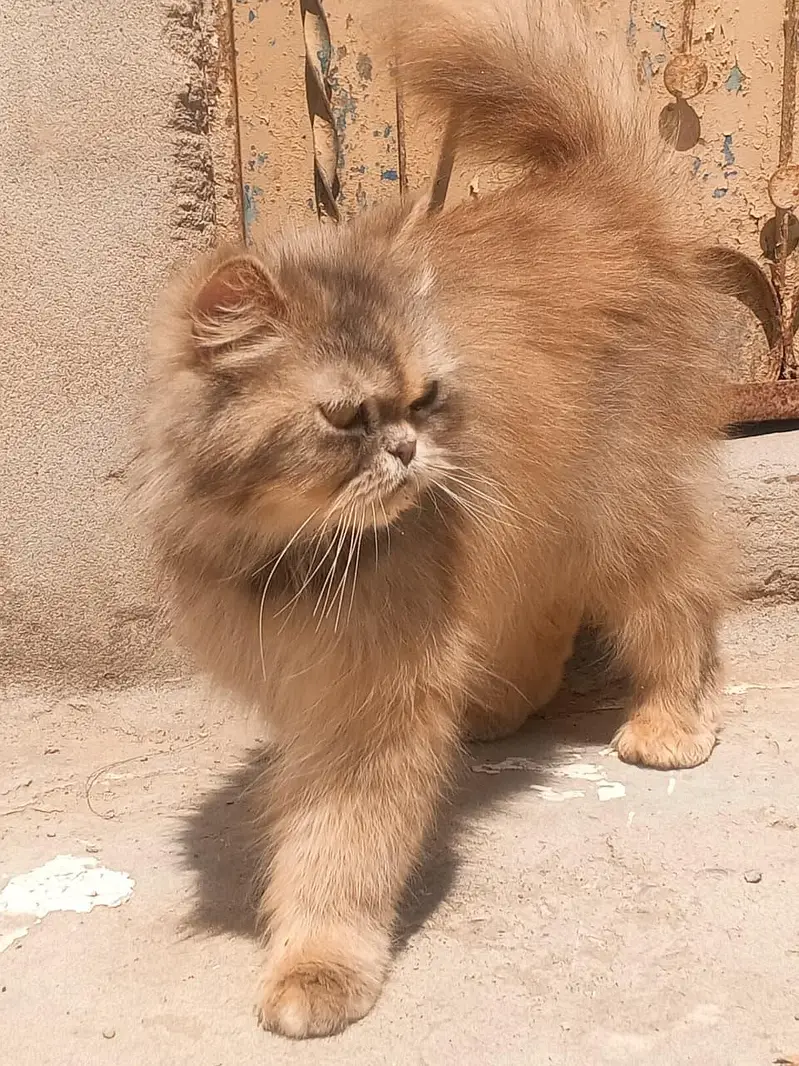 Persian cat — photo 3