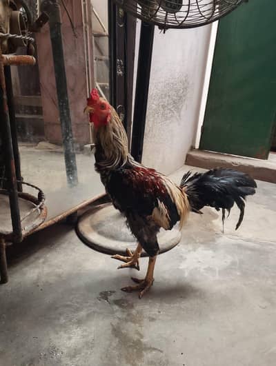 Golden Misri sell