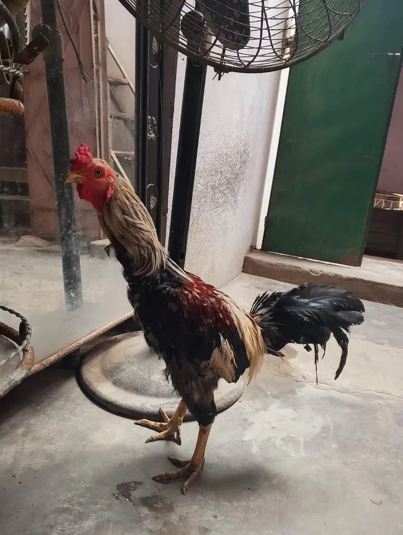 Golden Misri sell — photo 3