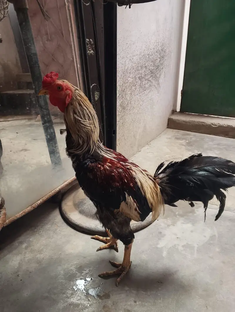 Golden Misri sell — photo 4
