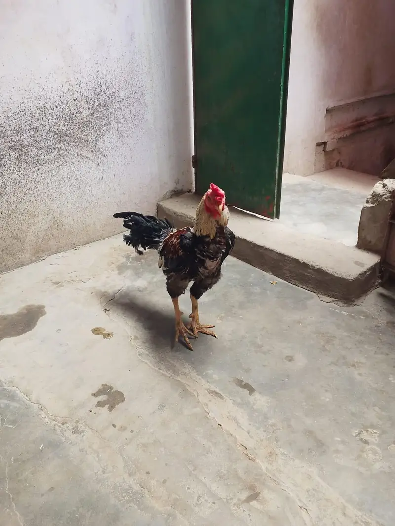 Golden Misri sell — photo 5