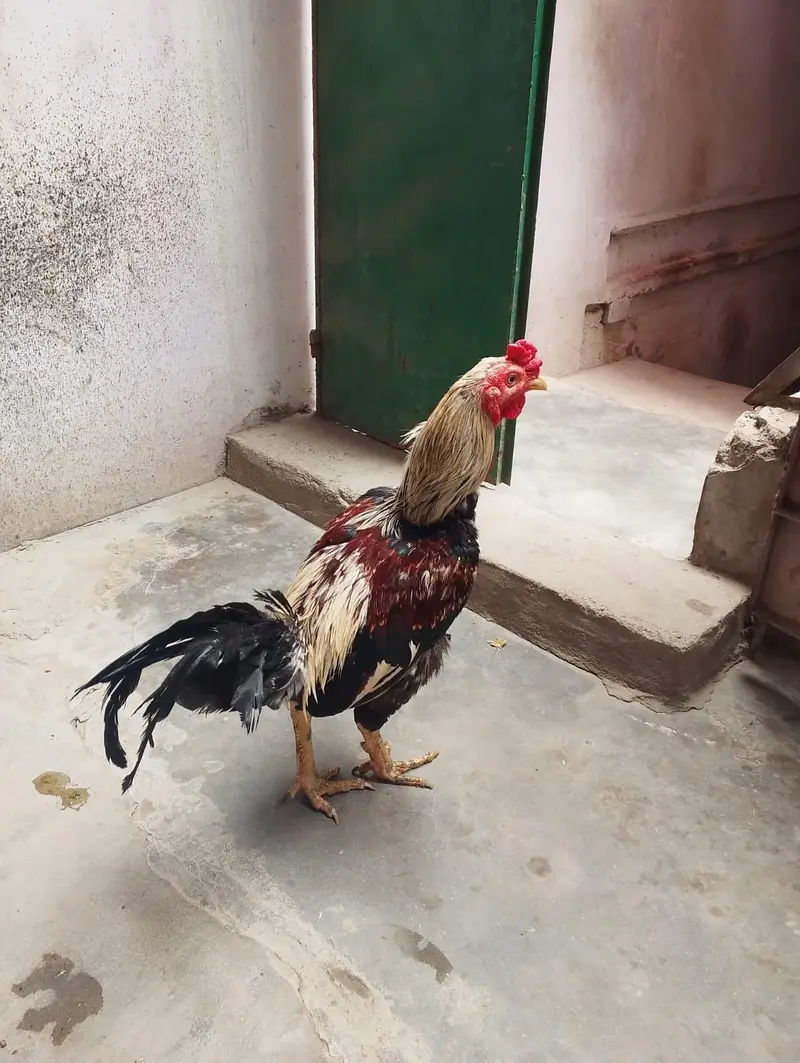 Golden Misri sell — photo 6