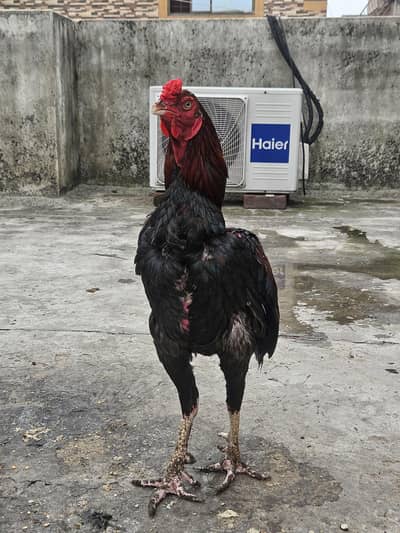 Aseel Pair and 6 Aseel chicks Good Quality Healthy & Active