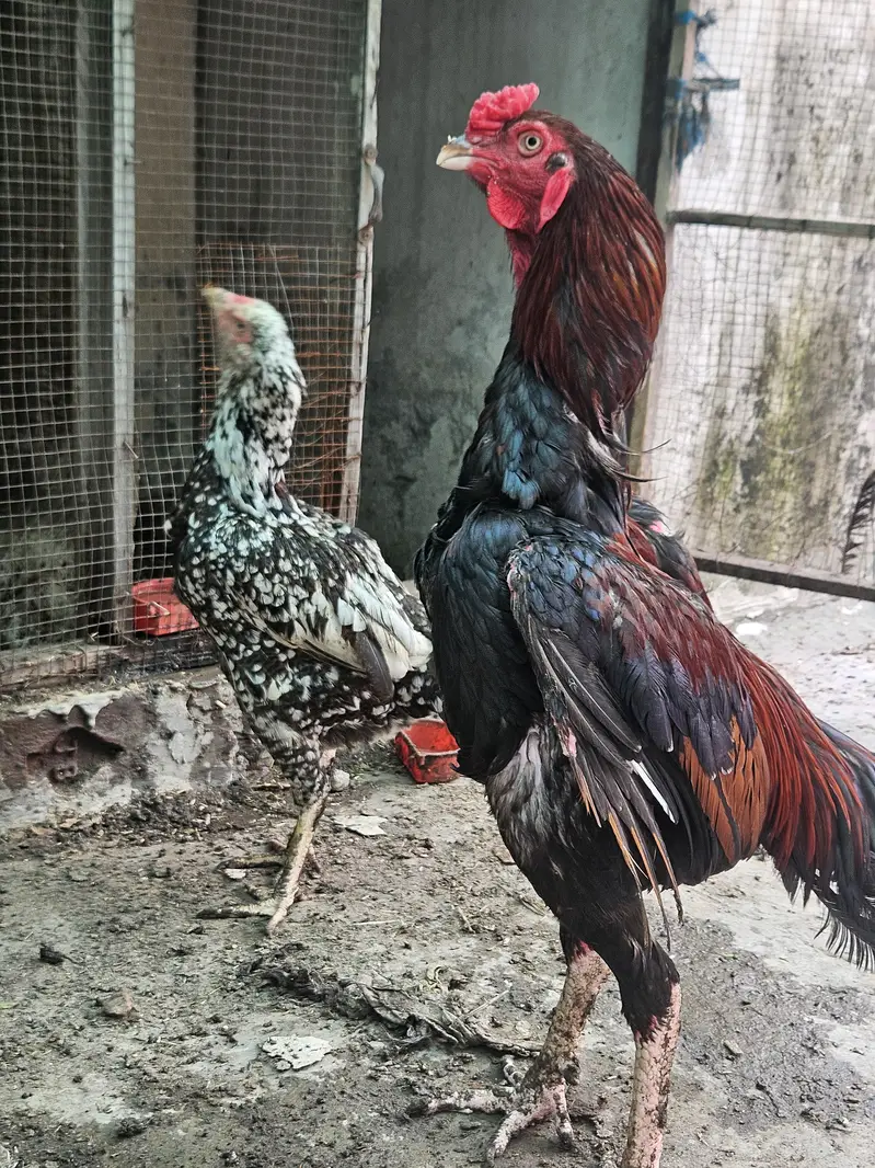 Aseel Pair and 6 Aseel chicks Good Quality Healthy & Active — photo 2