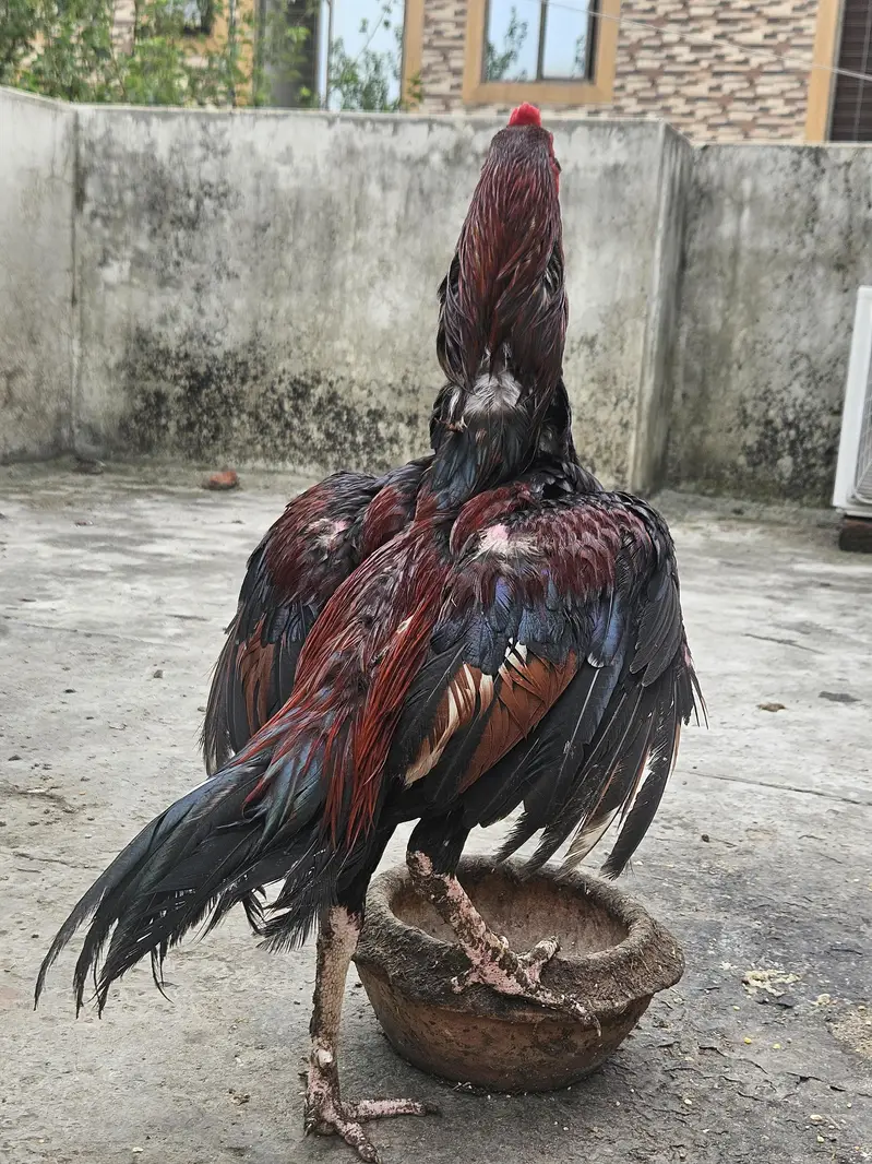 Aseel Pair and 6 Aseel chicks Good Quality Healthy & Active — photo 4