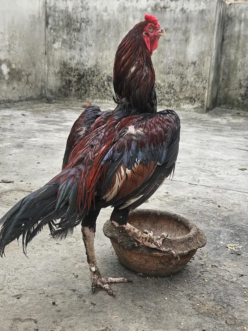 Aseel Pair and 6 Aseel chicks Good Quality Healthy & Active — photo 5