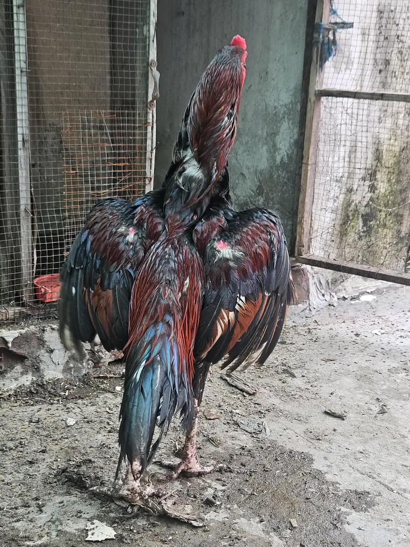 Aseel Pair and 6 Aseel chicks Good Quality Healthy & Active — photo 6
