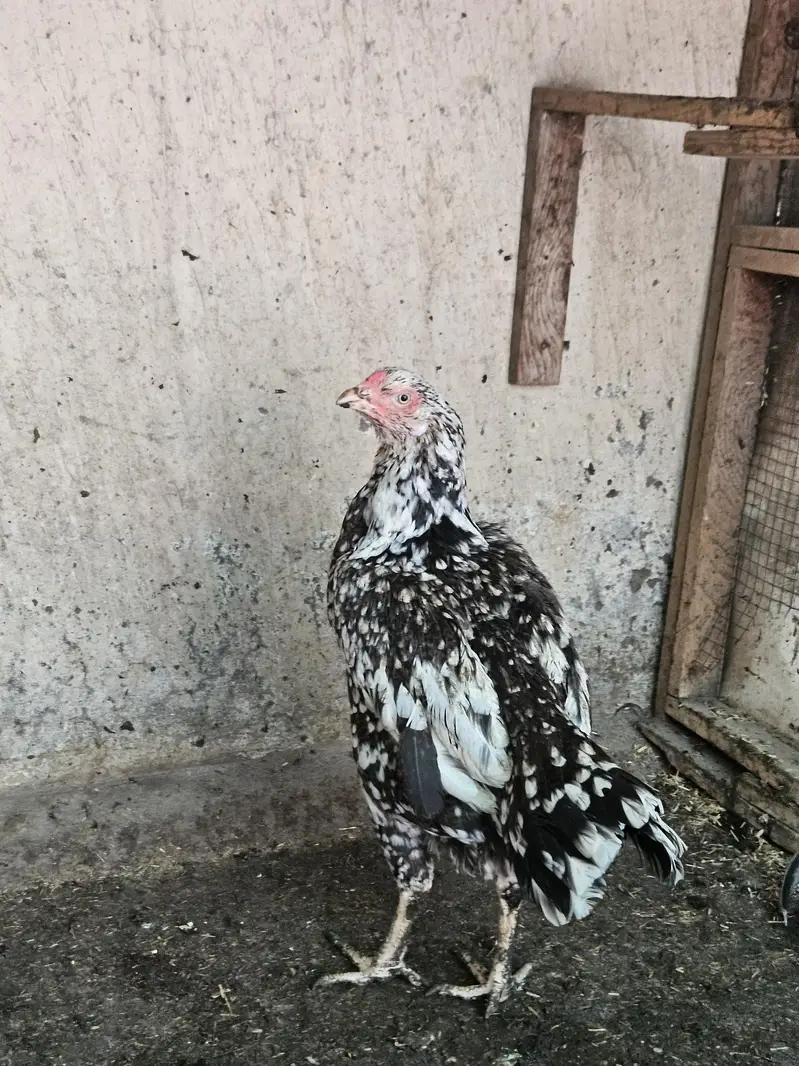 Aseel Pair and 6 Aseel chicks Good Quality Healthy & Active — photo 7