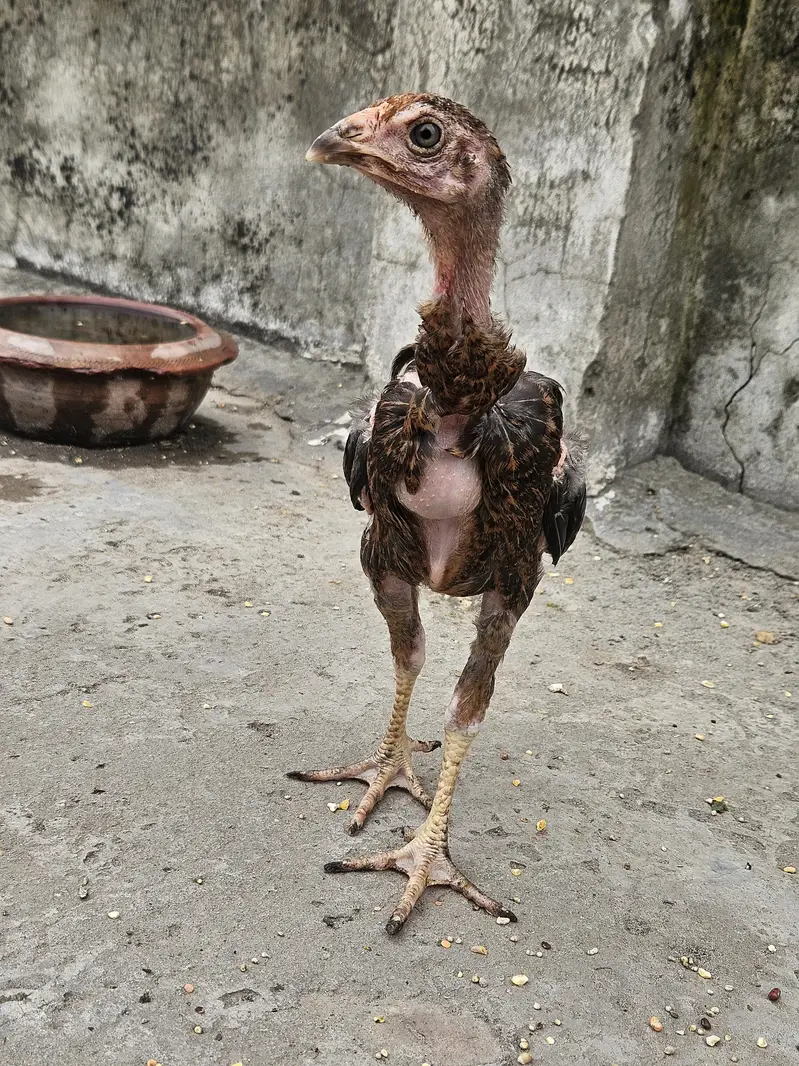 Aseel Pair and 6 Aseel chicks Good Quality Healthy & Active — photo 8