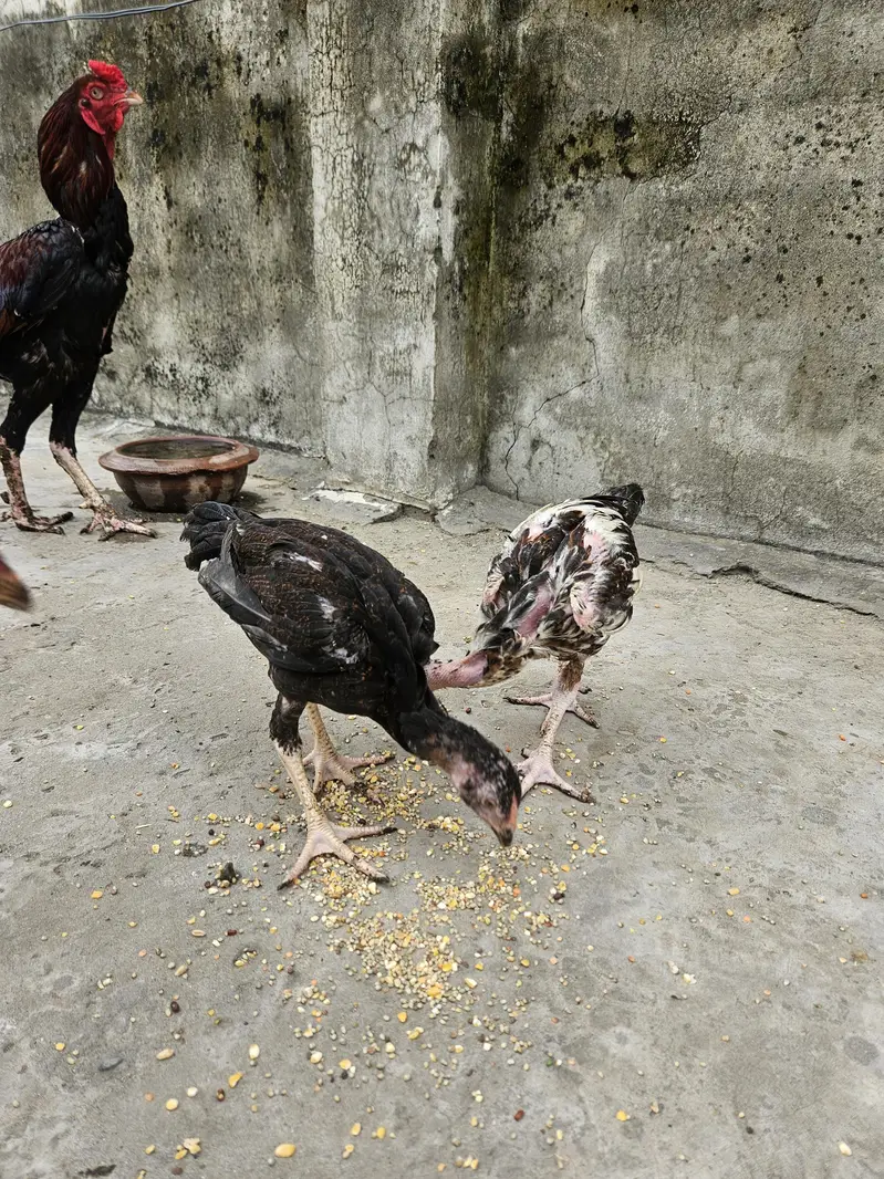Aseel Pair and 6 Aseel chicks Good Quality Healthy & Active — photo 9