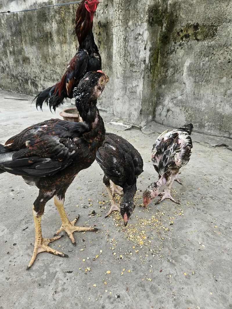 Aseel Pair and 6 Aseel chicks Good Quality Healthy & Active — photo 10