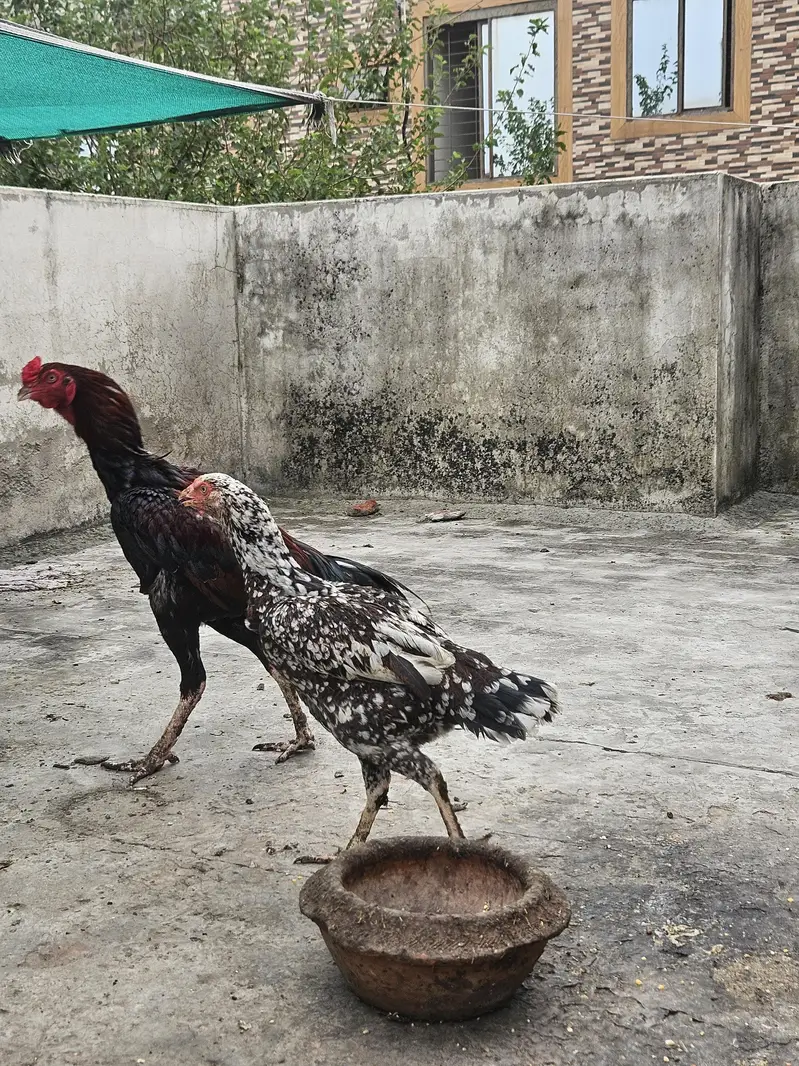Aseel Pair and 6 Aseel chicks Good Quality Healthy & Active — photo 11