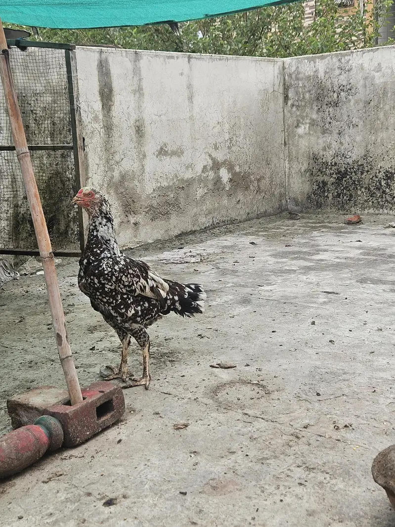 Aseel Pair and 6 Aseel chicks Good Quality Healthy & Active — photo 12