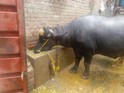 kheera Katta (bull)
