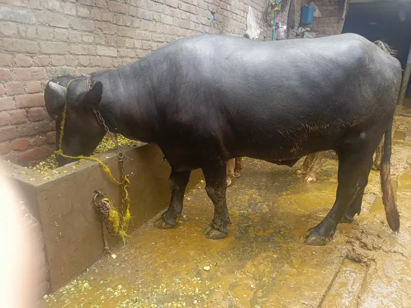 kheera Katta (bull) — photo 3