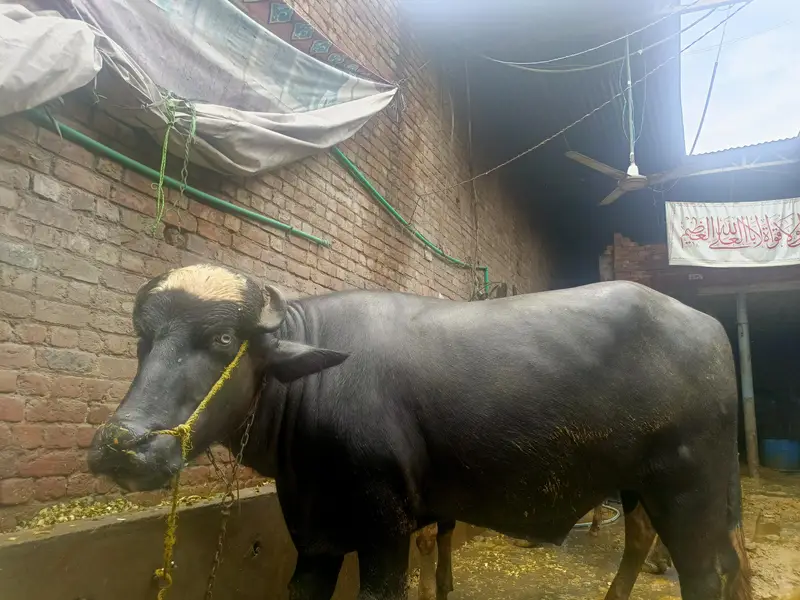 kheera Katta (bull) — photo 5