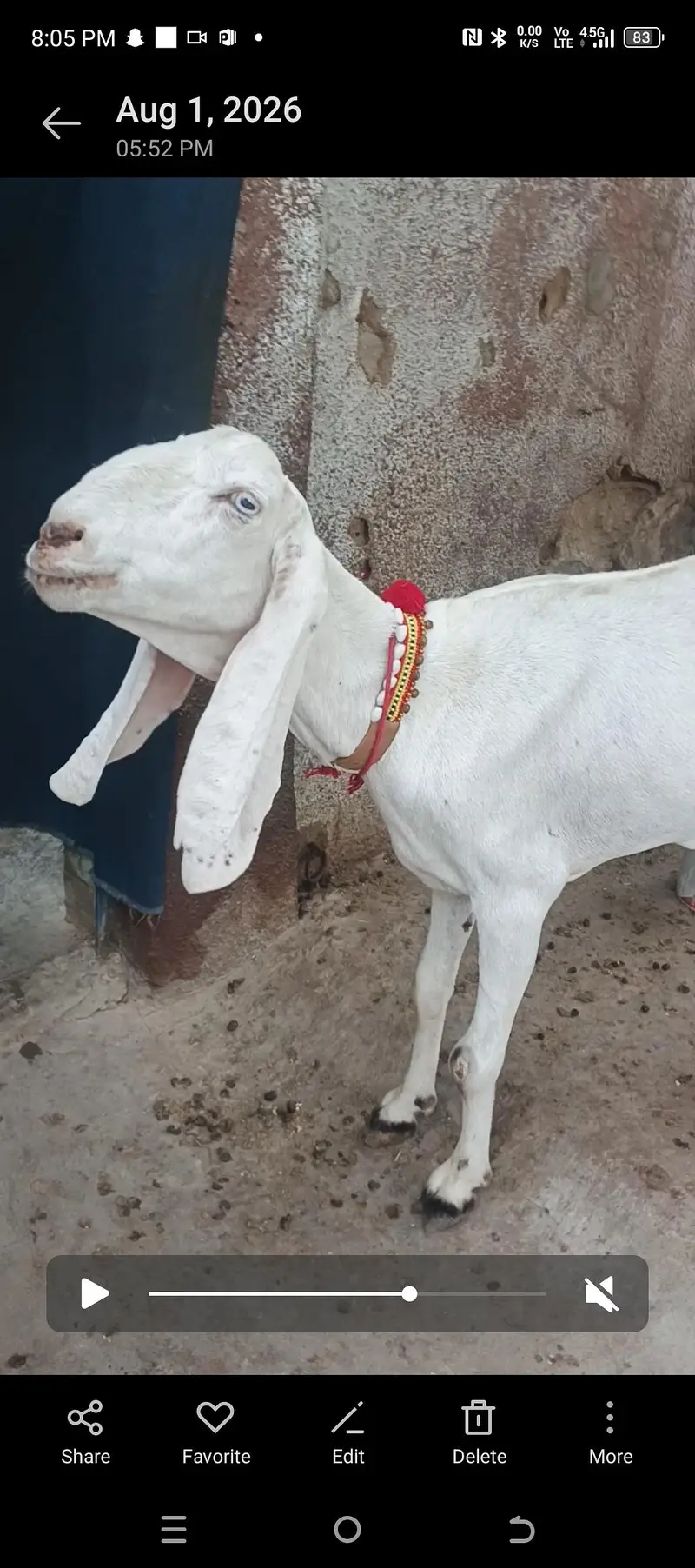 Panjab bread ki bakria hai aik 2 ma ki cross hai our aik new cross — photo 3