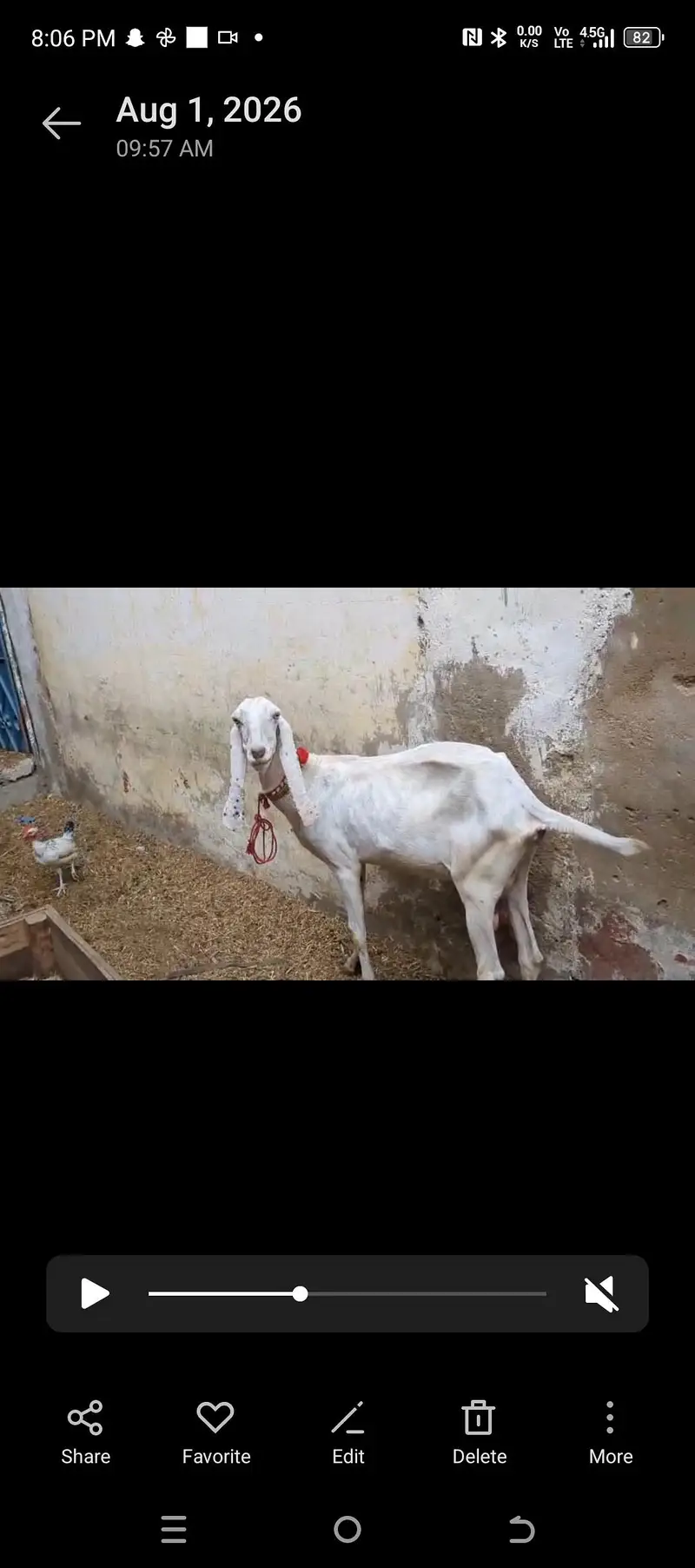 Panjab bread ki bakria hai aik 2 ma ki cross hai our aik new cross — photo 4