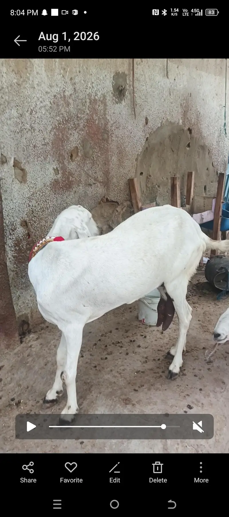 Panjab bread ki bakria hai aik 2 ma ki cross hai our aik new cross — photo 5