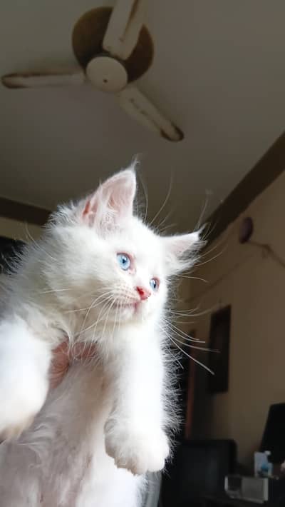 persian kitten female blue eyes 2 month age litter traind