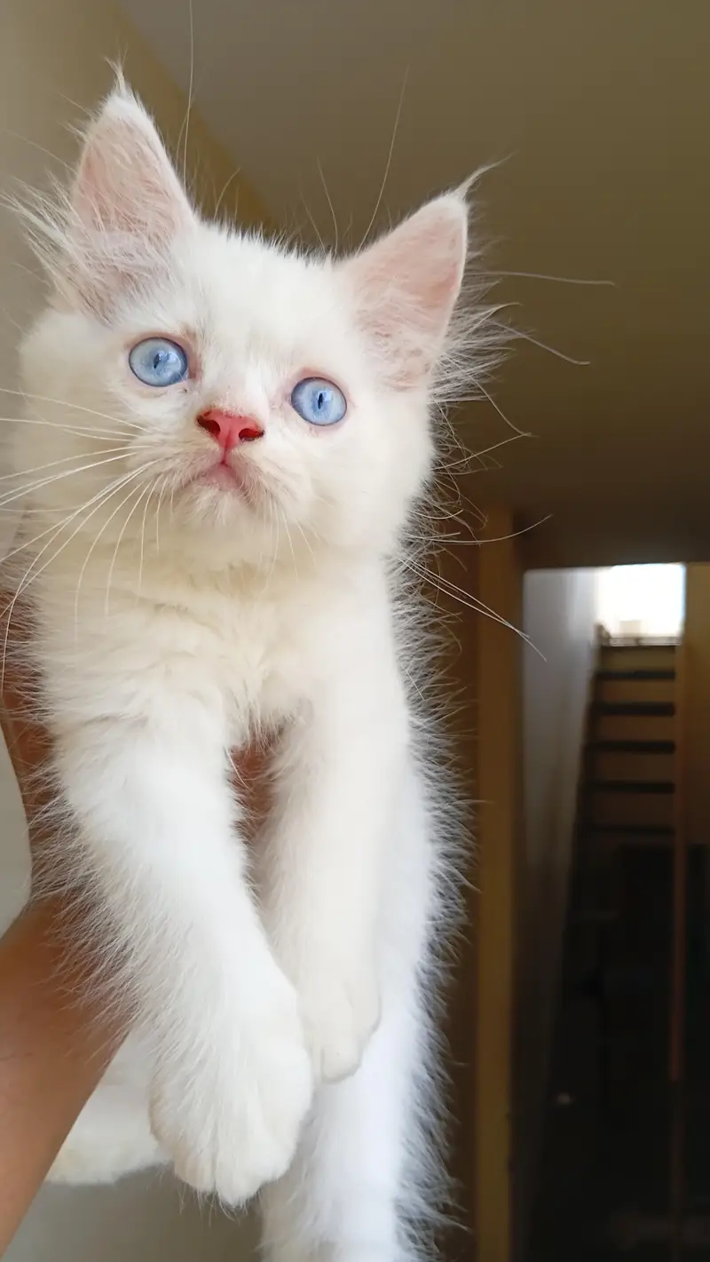 persian kitten female blue eyes 2 month age litter traind — photo 2
