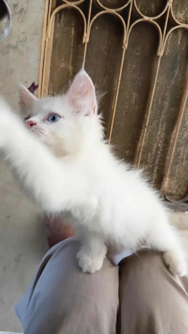 persian kitten female blue eyes 2 month age litter traind — photo 3