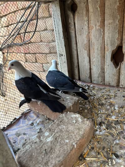 karbali,khaal and fancy