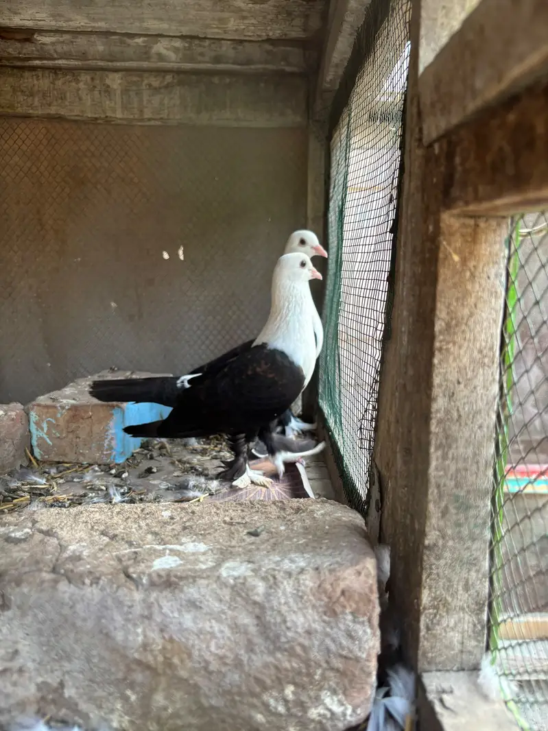 karbali,khaal and fancy — photo 2