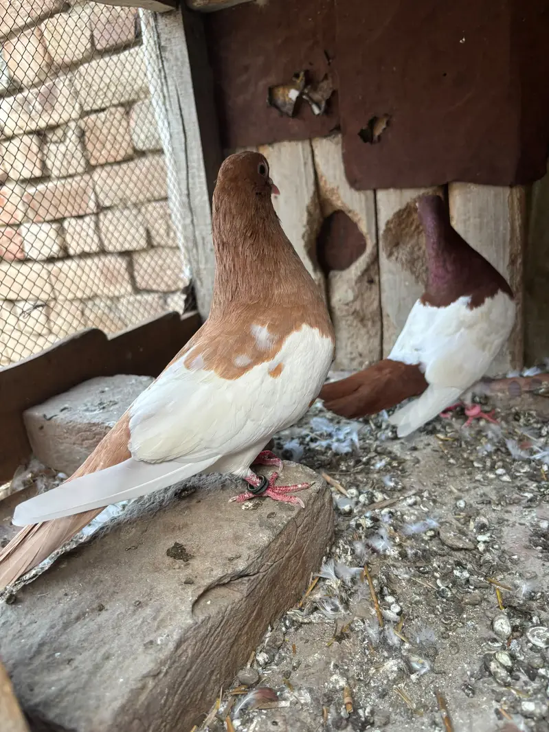 karbali,khaal and fancy — photo 4