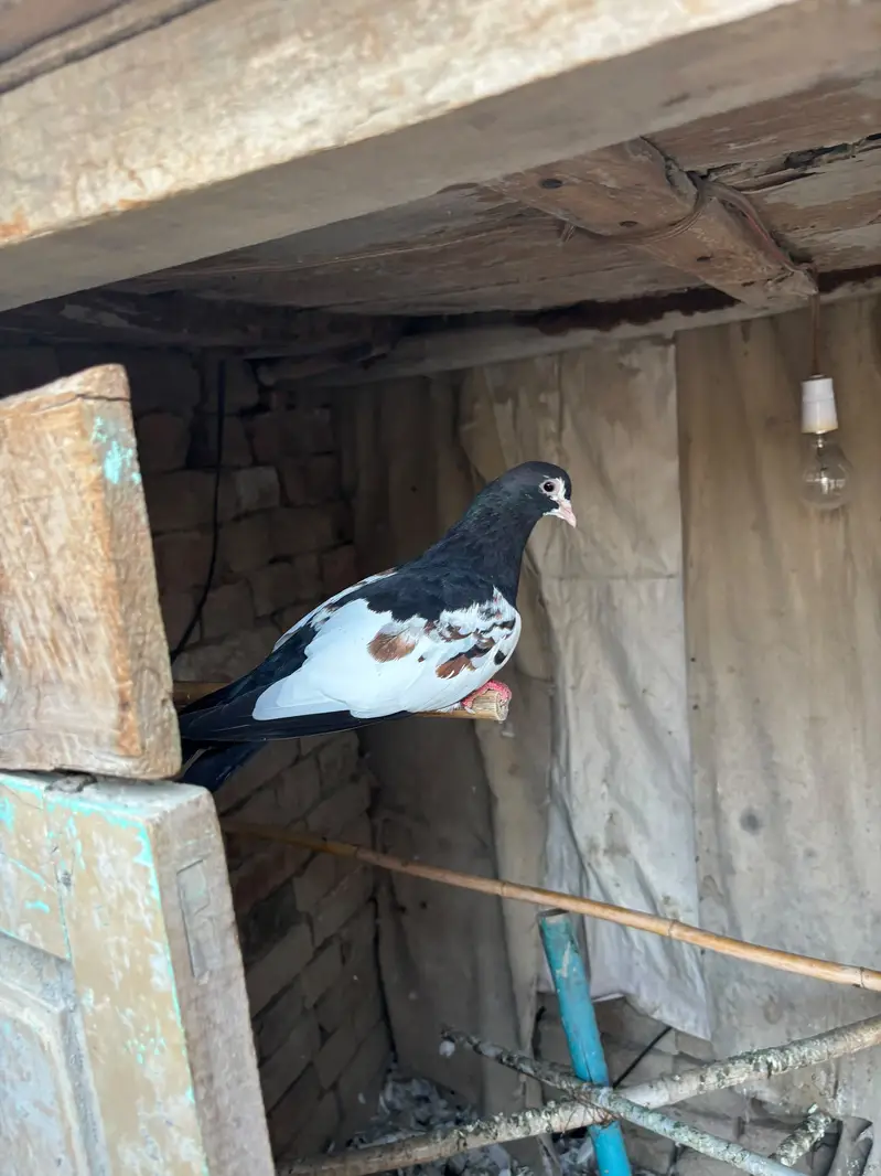 karbali,khaal and fancy — photo 5